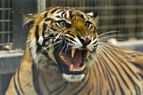 A Critically Endangered Sumatran Tiger Photograph By Jason Edwards