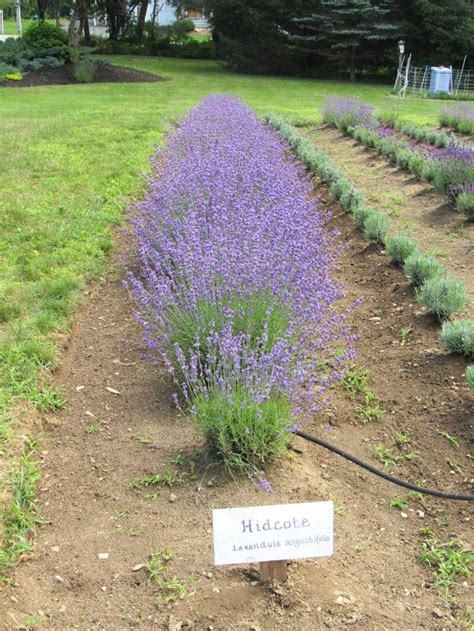 The Dreamy Lavender Farm In New Hampshire Youll Want To Visit This Spring