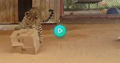 Big Cats Love Boxes Too  On Imgur