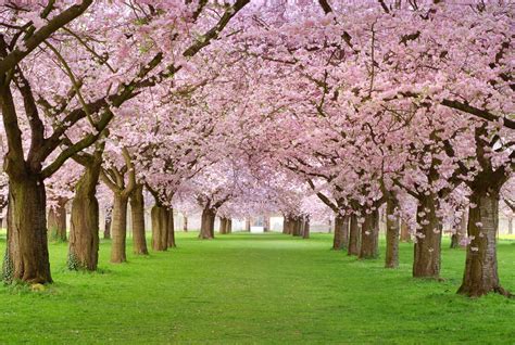 Nice Desktop Wallpaper Of Park Sakura Photo Of Pink Flowers Trees
