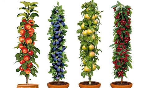 Pre Order Four Pot Grown Dwarf Patio Pillar Fruit Trees Mini Orchard