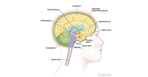 Pituitary Tumors—patient Version National Cancer Institute