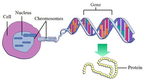 What Is A Gene Let Us To Explain It In A Very Simple Way Prowl In