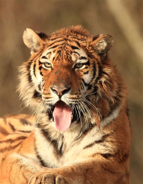 Nina South Lakes Wild Animal Parks Siberianamur Tiger
