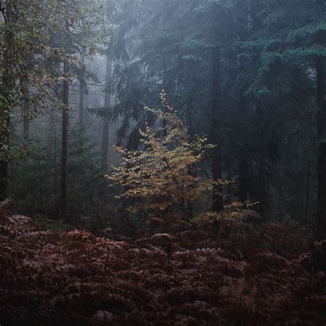 Download Wallpaper 2780x2780 Forest Trees Fog Leaves Gloomy Ipad