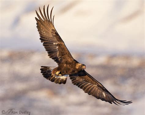 Flying Golden Eagle