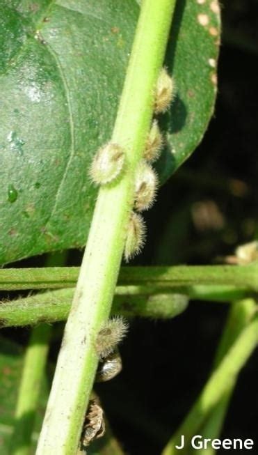 Kudzu Bug Detected In Maryland Soybeans Weekly Crop Update