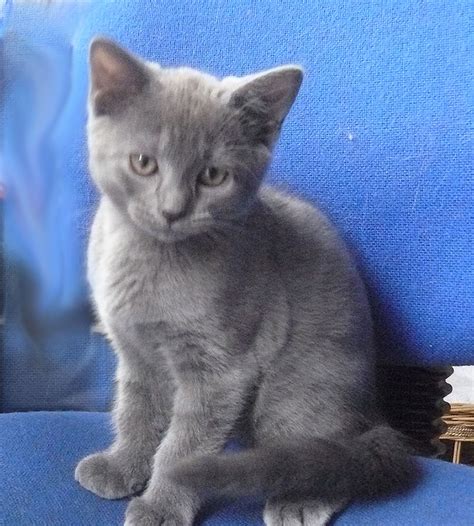 Chartreux Kittens For Sale From Cattery Grace Grey Cz Year 2016