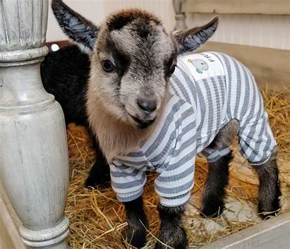 Pajamas Goats Animals Them Animal Uploaded User