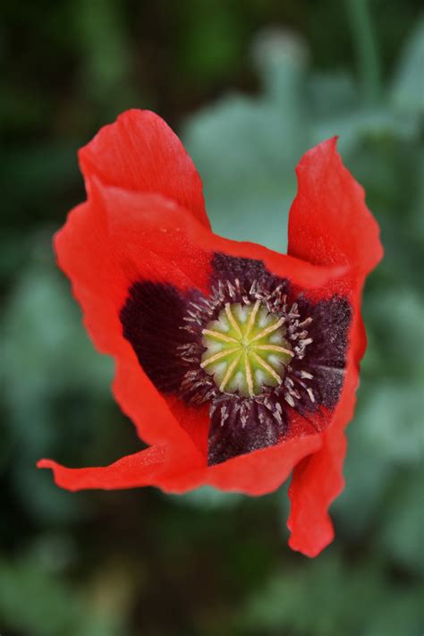 Red Poppy Close Free Stock Photo Public Domain Pictures