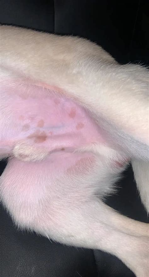 What Are Those Brown Spots On My Dogs Belly That Look Like Dirt