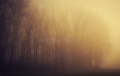 Mystic Forest A Foggy Day Stock Photo Image Of Season 81528260