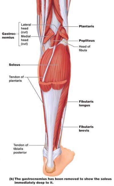 Posterior View Of Leg Muscle And Tendons Without Gastrocnemius Muscle My XXX Hot Girl