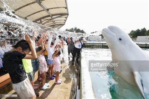 Beluga White Whale At Hakkeijima Sea Paradise Aquarium Photos And