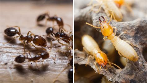 Termites Vs Ants What You Should Know Apple Pest Control