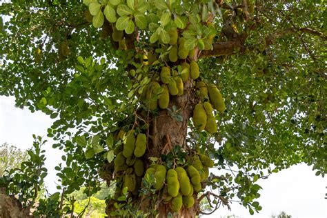 The Complete Guide To Jackfruit Plant Cultivation And The Different Me — Kadiyam Nursery
