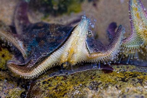 Marine creatures - an amazing photo gallery | Coastbeat