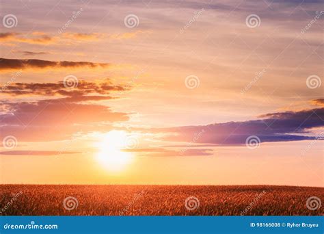 Landscape Of Ripe Wheat Field Under Scenic Summer Dramatic Sky In