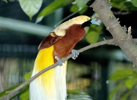 Foto Burung Cendrawasih Radea