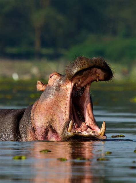 Hipopótamo Con La Boca Abierta Imagen De Archivo Imagen De Perezoso