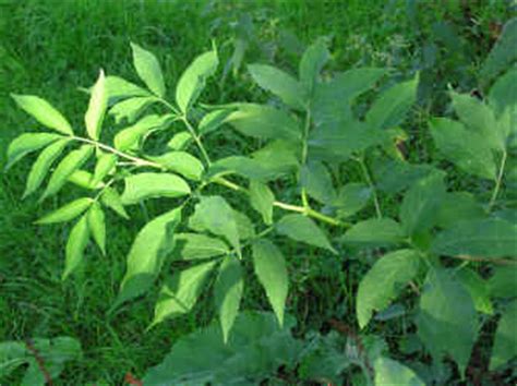 Auricularia sambucina * * * judasohr [ nach judas ischariot , der sich angeblich an einem holunderbaum erhängte. Aufzuchtgedanken bei Rehkitzen