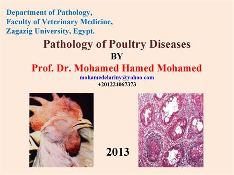 Pathology Of Poultry Diseases By Mohamed Hamed Mohamed Elariny Issuu