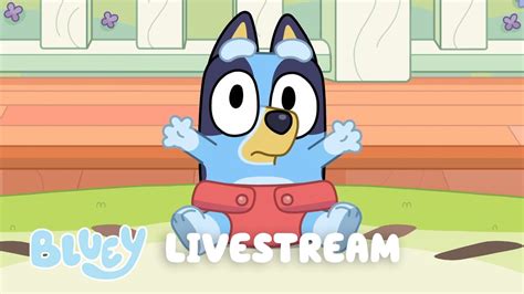 🔴live Bluey Full Episodes Livestream Youtube