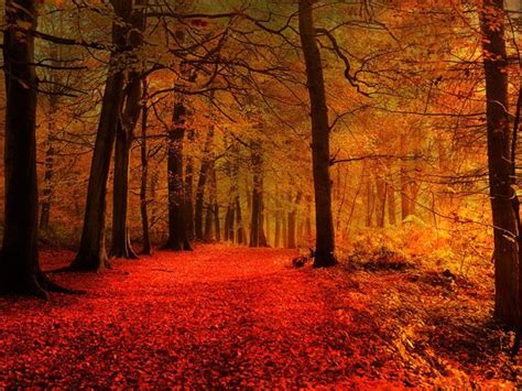 15 Stunningly Surreal Autumn Paths Autumn Landscape Autumn Magic