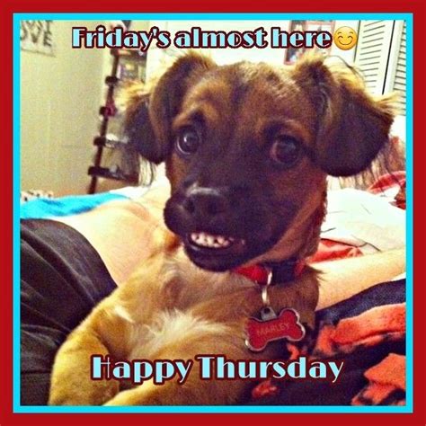 Happy Thursday Cute Animal Pictures Funny Animals Funny Animal Memes