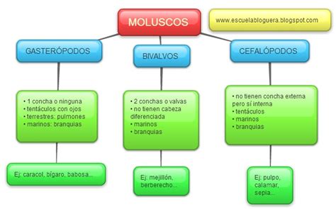 Esquema De Los Moluscos Moluscos Cuerpo Humano Para Ni Os