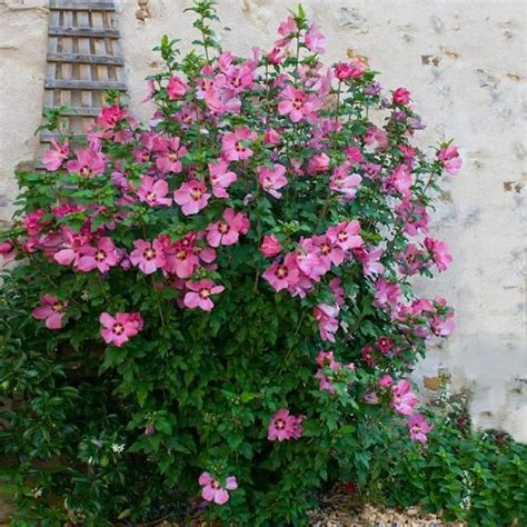 17 Best Rose Of Sharon Varieties Hibiscus Syriacus Types