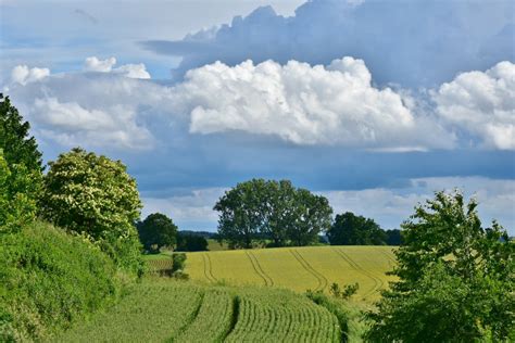 Fotos Gratis Paisaje árbol Naturaleza Bosque Césped Horizonte