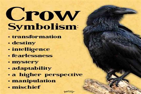 Crow Symbolism The Spiritual Meaning Of Seeing Crows Unianimal
