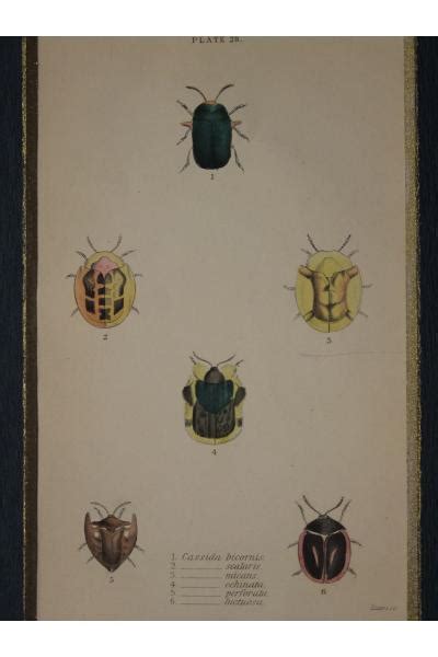 『昆虫類の博物学』 - 本物アンティーク・ボタニカルアート（ルドゥーテ、カーティスなど）と博物画＆稀覯本専門店