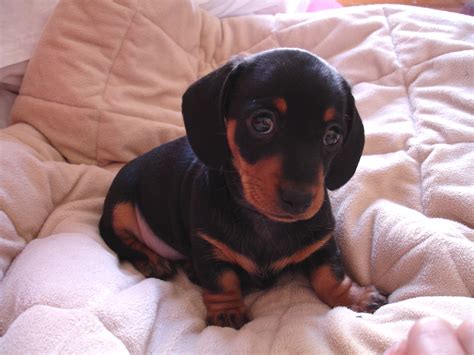 One More Sweetie For My Weenie Collection Dachshund Pets Dachshund