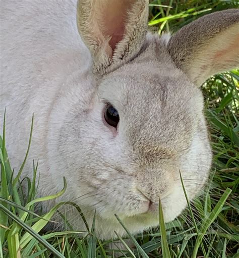 Ten things to check before you adopt a house rabbit - Farplace Animal Rescue