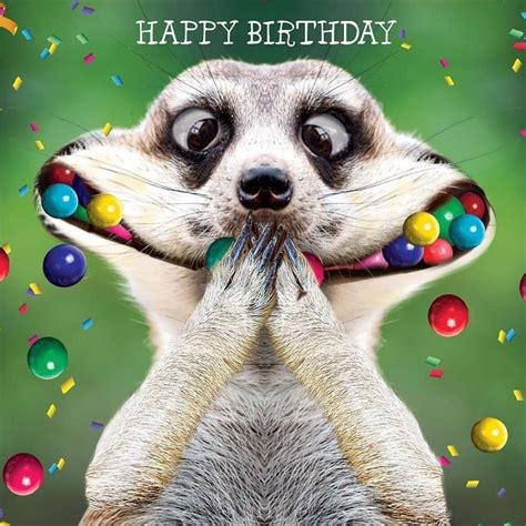 Happy Birthday Animals Happy Birthday Wishes For A Friend Funny Happy