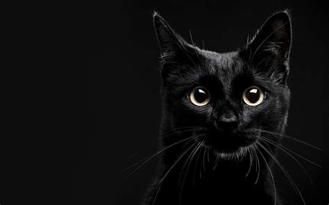 Cat Desktop Wallpapers Top Free Cat Desktop Backgrounds Wallpaperaccess