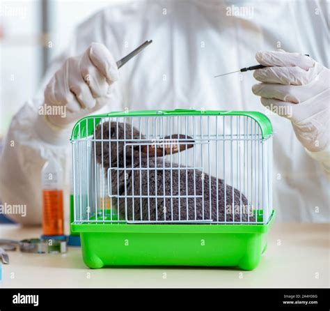 The Scientist Doing Testing On Animals Rabbit Stock Photo Alamy