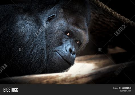 Black Gorilla Boy Image And Photo Free Trial Bigstock