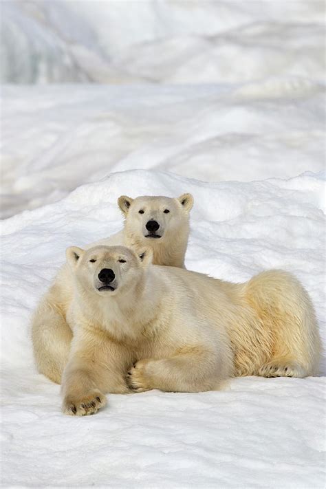 Polar Bear Female With Juvenile Wrangel Island Russia