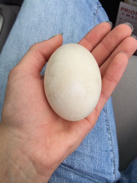 American Pekin Duck Egg Pin On A Beautiful Life