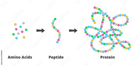 Plakat Vector Scientific Illustration Of The Structure Of Amino Acids