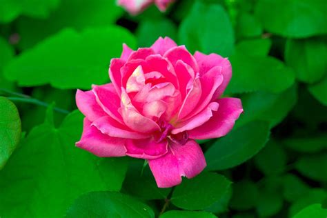 Tips And Information About Knock Out Roses Gardening Know How