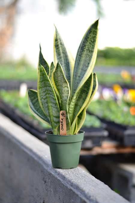 Why My Snake Plant is Dying | Leaves Drooping | Homestead Gardener