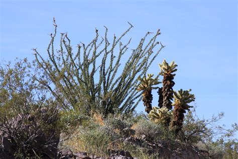 Arizona Desert Plants Anthony Viviano Flickr