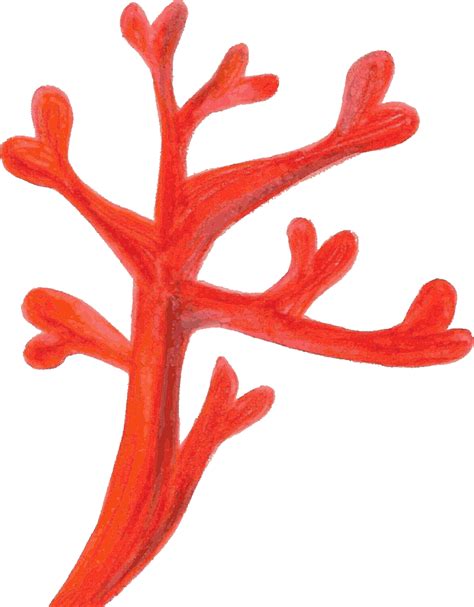 Coral Drawing Png Coral Clipart Realistic Coral Realistic Transparent