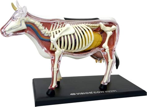 Cow Anatomy Model 4d Vision Human Anatomy Model By Skynet Ebay