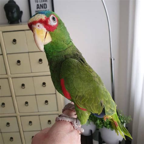 White Fronted Amazon Parrot For Sale White Headed Amazon Parrot