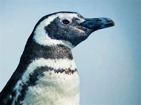 Aquarium Of The Pacific June Keyes Penguin Habitat Magellanic Penguins